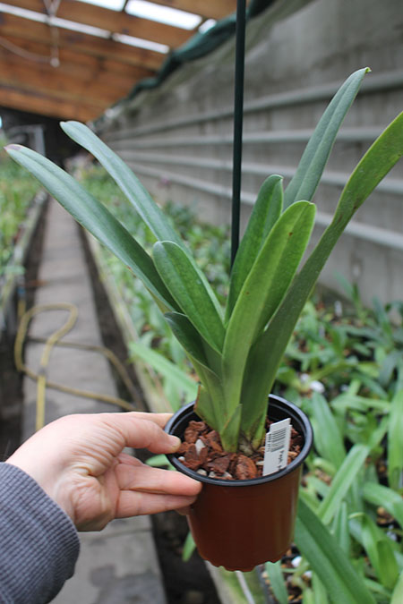 Paphiopedilum parishii.jpg