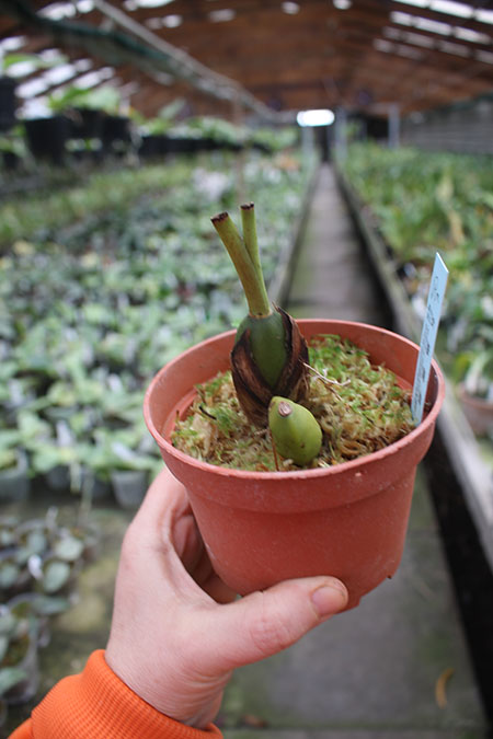 Lycaste Valentine.jpg