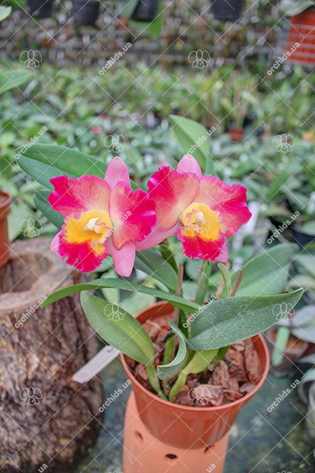 Potinara Fordyce Prelude 'First Act'.jpg