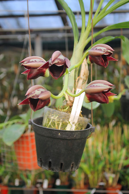 Catasetum (saccatum x pileatum) x (John Burchett x Suzan Fuchs).jpg
