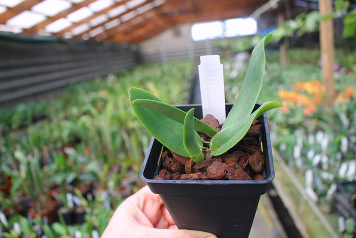 Cattleya dowiana 'Rosita'.jpg