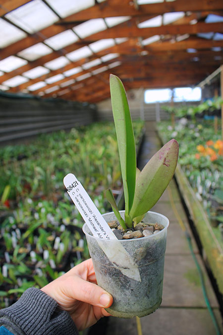 Cattleya warscewiczii ('Alexander's Var' x 'Michael').jpg