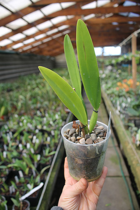 Cattleya warscewiczii ('Halo' x 'Michael').jpg