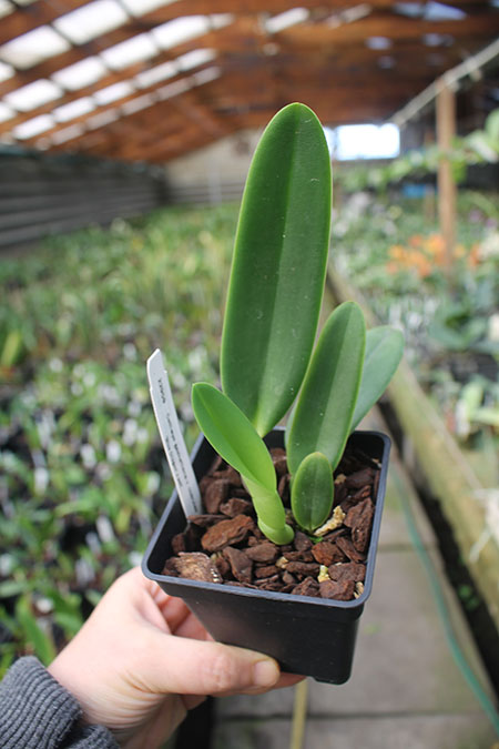 Cattleya gaskelliana coerulea 'Blue Dragon'.jpg