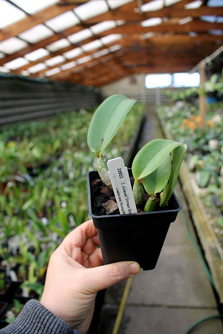 Cattleya violacea 'Crimson Glory' x walkeriana 'Morning Mist'.jpg