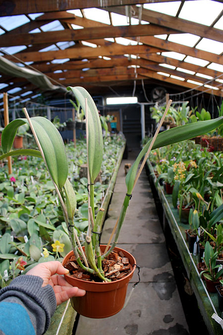 Rhyncholaeliocattleya Green Rattana 'Golden Angel' (Greenwich x Udomrattana).jpg