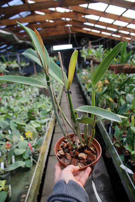 Laelia tenebrosa x Cattleya Penny Kuroda 'spots'.jpg
