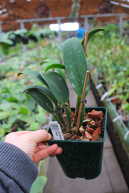 Cattlianthe Doris and Byron 'Christmas Rose'.jpg