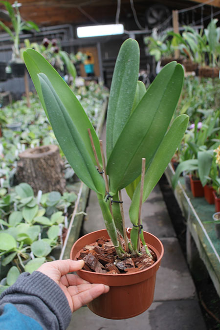 Rhynchosophrocattleya Mormilani Jewel 'Chunfong'.jpg