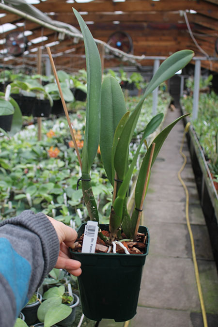 Brassolaeliocattleya Pastoral Innocence.jpg