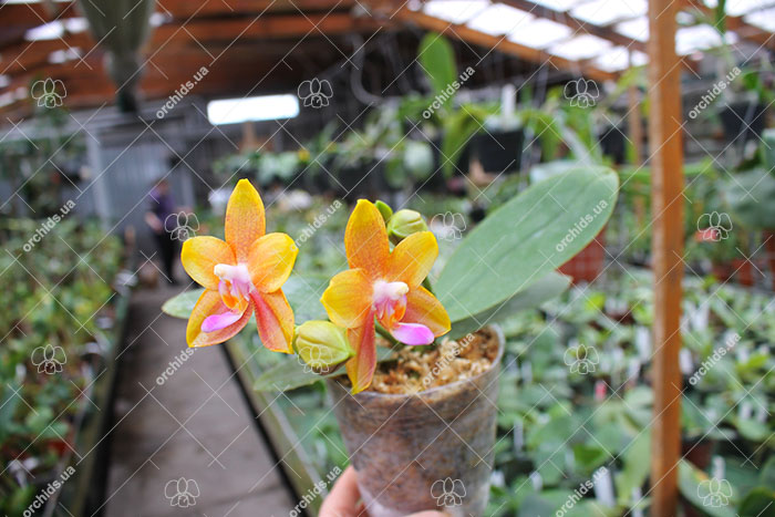 Phalaenopsis Miro Sun Beauty 'Goose Yellow'.jpg