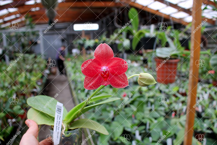 Phalaenopsis Mituo Sun 'Mituo#2' x Mituo King Bellina.jpg