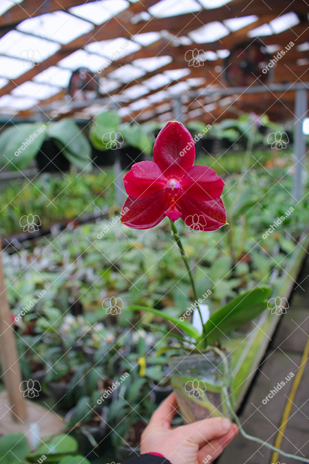 Phalaenopsis Mituo Sun 'Mituo#2' x Mituo King Bellina.jpg