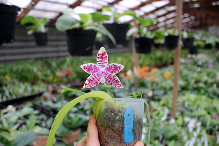 Phalaenopsis Telu (lueddemanniana coerulea x tetraspis 'Blue Lip').jpg