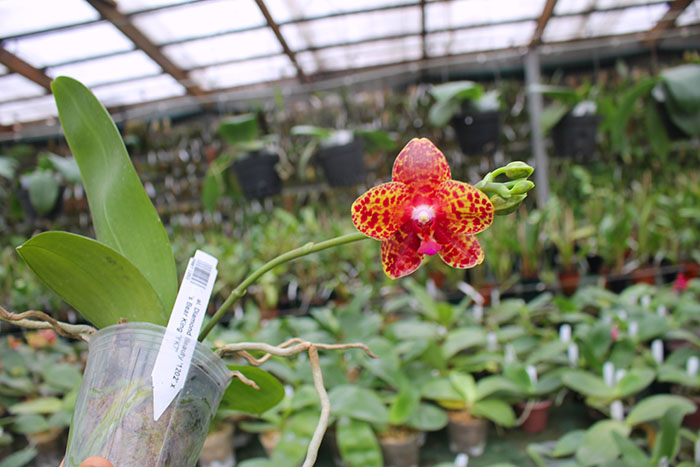 Phalaenopsis Diamond Beauty '1202' x Ld's Bear King 'YK7'.jpg