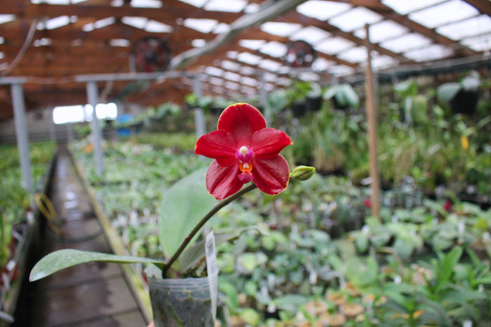 Phalaenopsis Diamond Beauty '1202' x Ld's Bear King 'YK7'.jpg