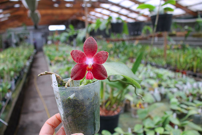 Phalaenopsis Mok Choi Yew x Yaphon Sir.jpg