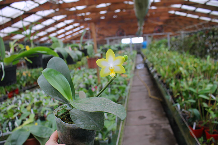 Phalaenopsis Yuan shan Sweet Girl.jpg