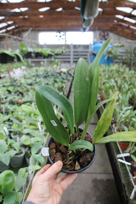 Cattleya maxima concolor.jpg
