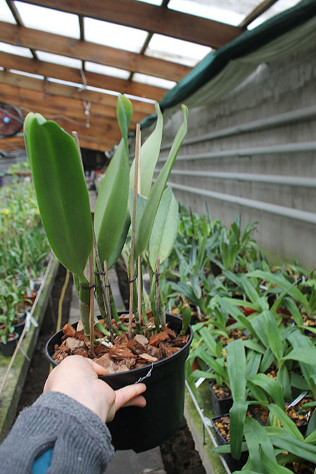 Cattleya Old Sierra (Old Whitey x Sierra Blanca).jpg