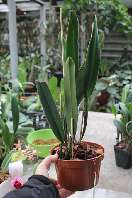 Cattleya maxima alba 'Drago' x coerulea 'Hector'.jpg