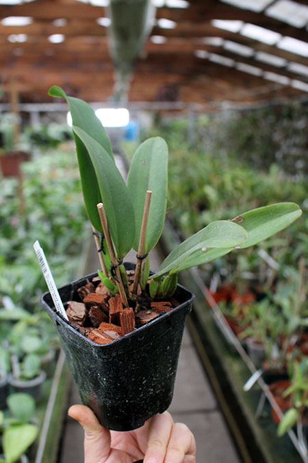 Cattleya warneri amesiana 'Mem Pedro Schaffel'.jpg