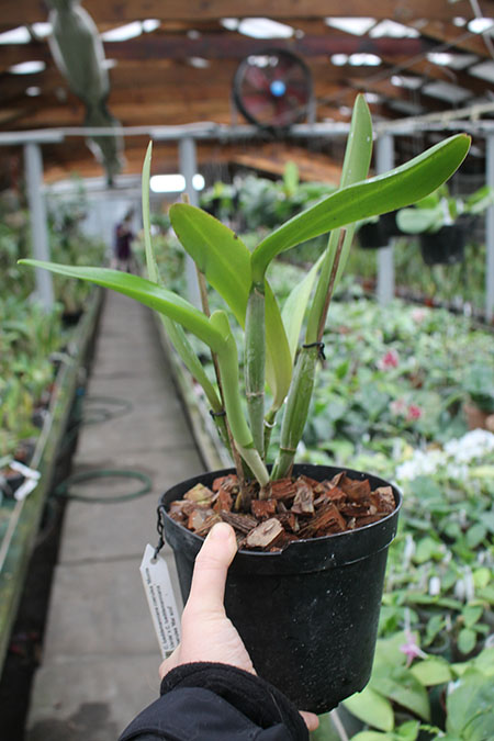 Cattleya lueddemanniana coerulea 'Monte Verde' x Cattleya lueddemanniana coerulea 'Mar azul'.jpg