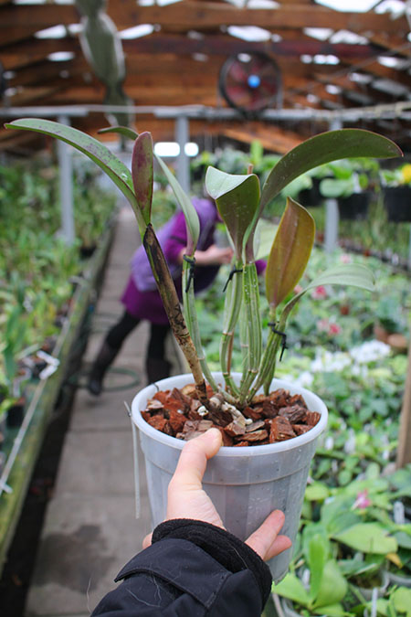 Cattleya lueddemanniana rubra 'Dark Giant' x self.jpg