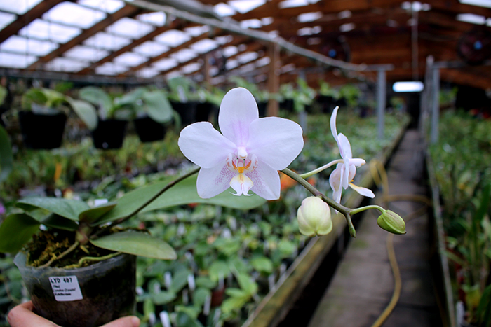 Phalaenopsis Lyndon Crystal Schilleriana (Chingruey's Crystal x schilleriana).jpg
