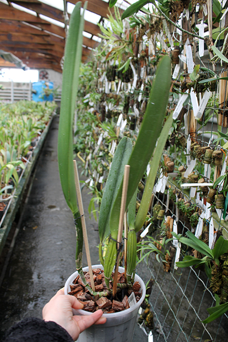 Laelia tenebrosa.jpg