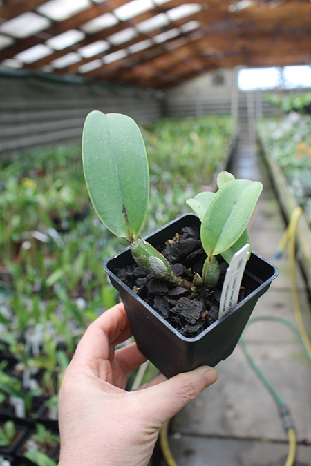 Cattleya violacea 'Crimson Glory' x walkeriana 'Morning Mist'.jpg
