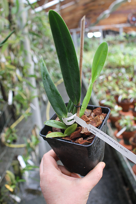 Cattleya mossiae coerulea 'Pedra Azul' x mossiae coerulea 'BH-134'.jpg