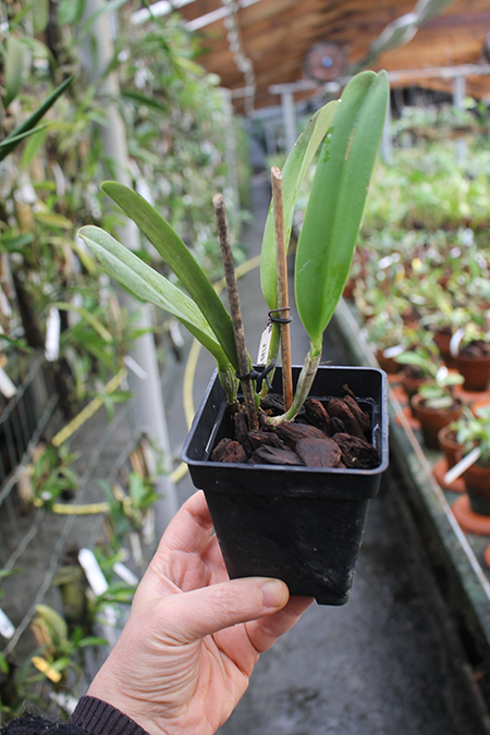 Cattleya mossiae concolor x SELF.jpg