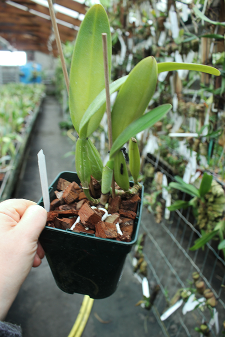 Cattleya trianae 'Junio' (12-8) x Cattleya trianae 'Sangre de Toro II' (25-8).jpg