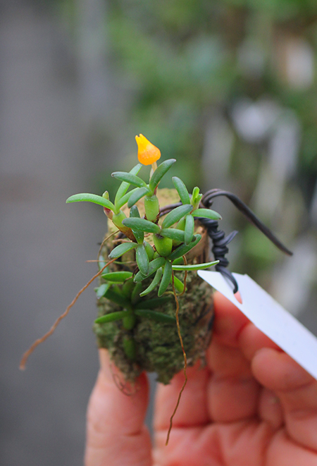 Mediocalcar decoratum.jpg