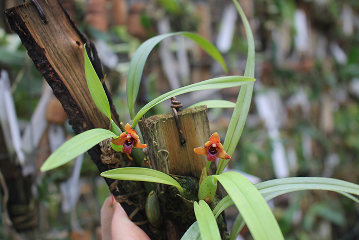 Maxillaria variabilis.jpg