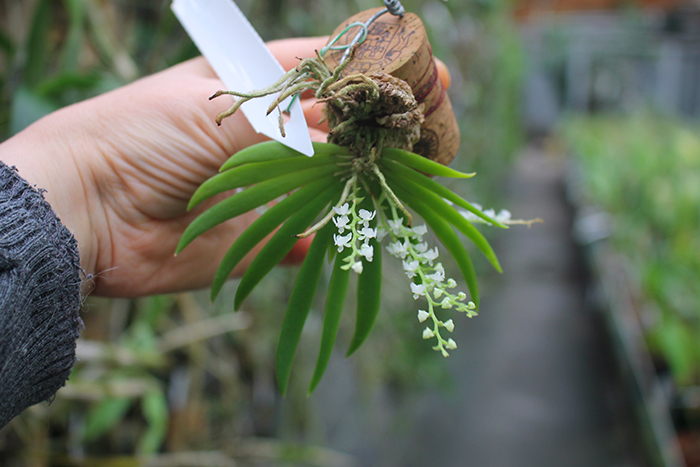 Ornithocephalus inflexus.jpg