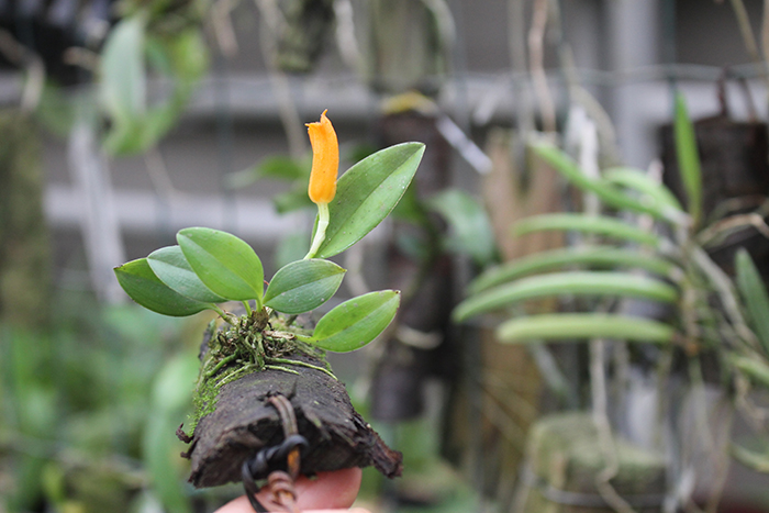 Masdevallia mendozae.jpg