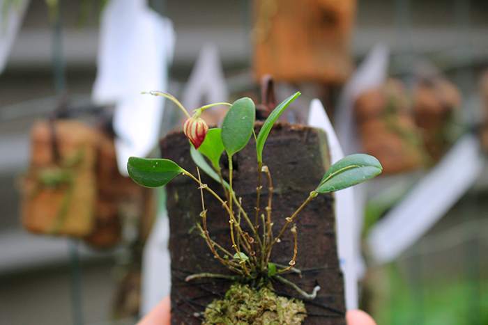 Lepanthes caprimulgus.jpg