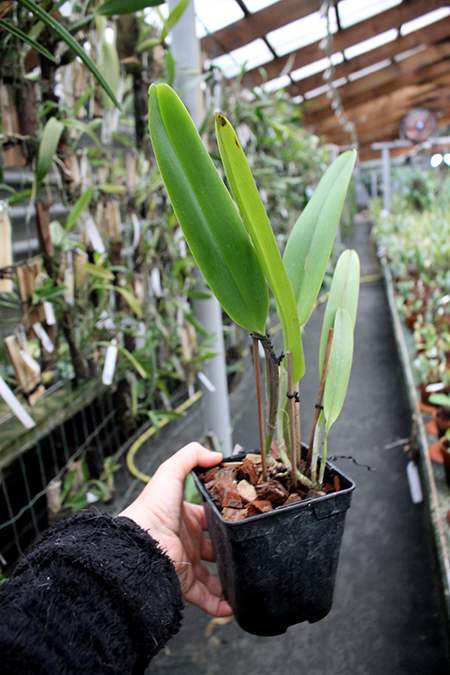 Cattleya mossiae semi alba 'Sao Luiz' x Cattleya mossiae semi alba 'Bela Vista'.jpg