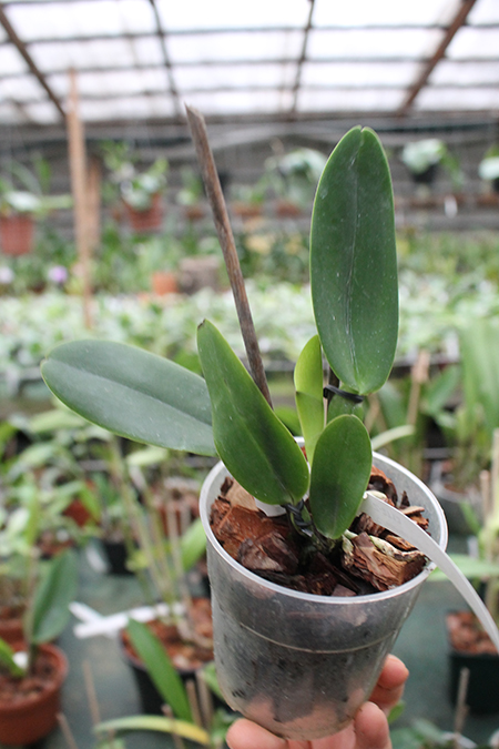Cattleya warneri rubra 'Jetiba' x warneri escura 'Belezinha'.jpg