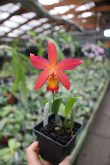 Cattleya Orchidglade x Laelia milleri.jpg