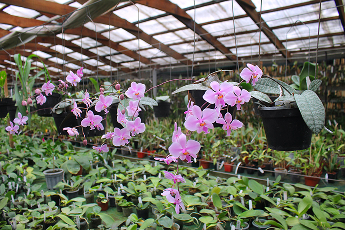 Phalaenopsis schilleriana.jpg