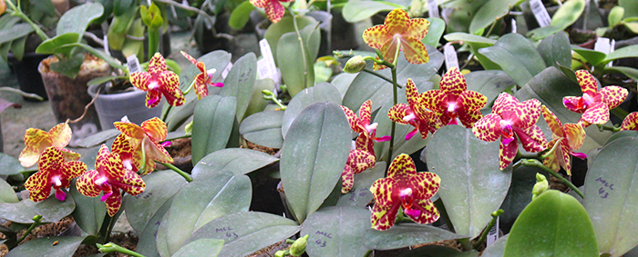 Phalaenopsis Mituo Diamond 'Big Spots'.jpg