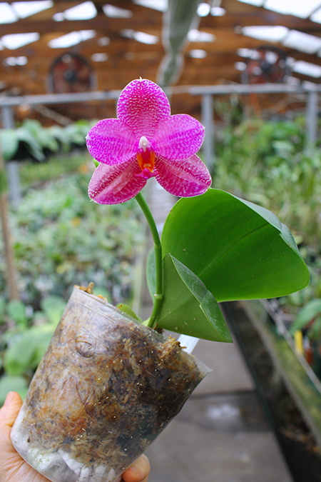 Phalaenopsis Mituo Sun 'Mituo #1' x Ld's Bear King 'RK-1'.jpg