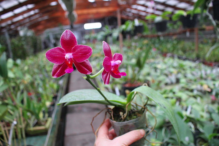 Phalaenopsis Mituo Sun 'Mituo #1' x Ld's Bear King 'YK-10'.jpg