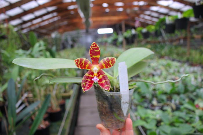 Phalaenopsis Magnificent Mibs 'Mituo #3' x Corona 'M-1'.jpg