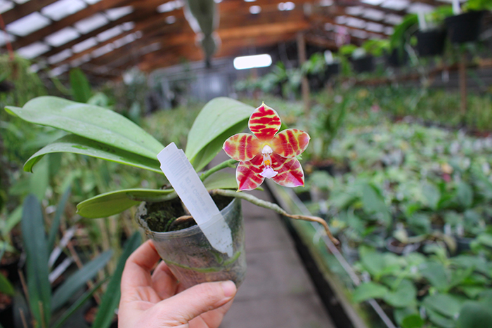 Phalaenopsis Magnificent Mibs 'Mituo #3' x Corona 'M-1'.jpg