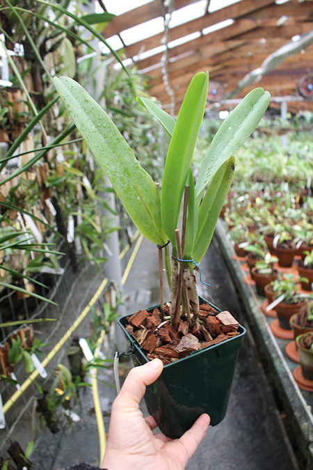 Cattleya mossiae semi alba 'Sao Luiz' x Cattleya mossiae semi alba 'Bela Vista.jpg