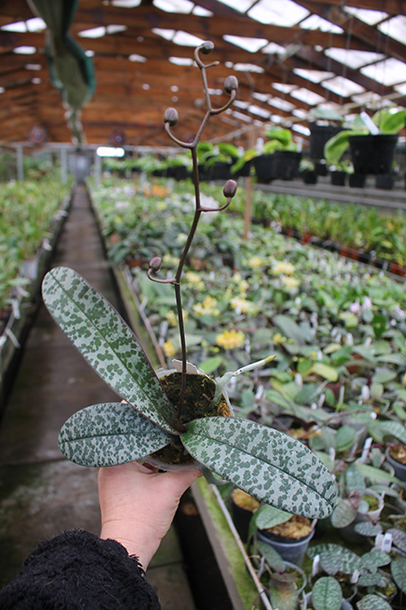 Phalaenopsis schilleriana1.jpg